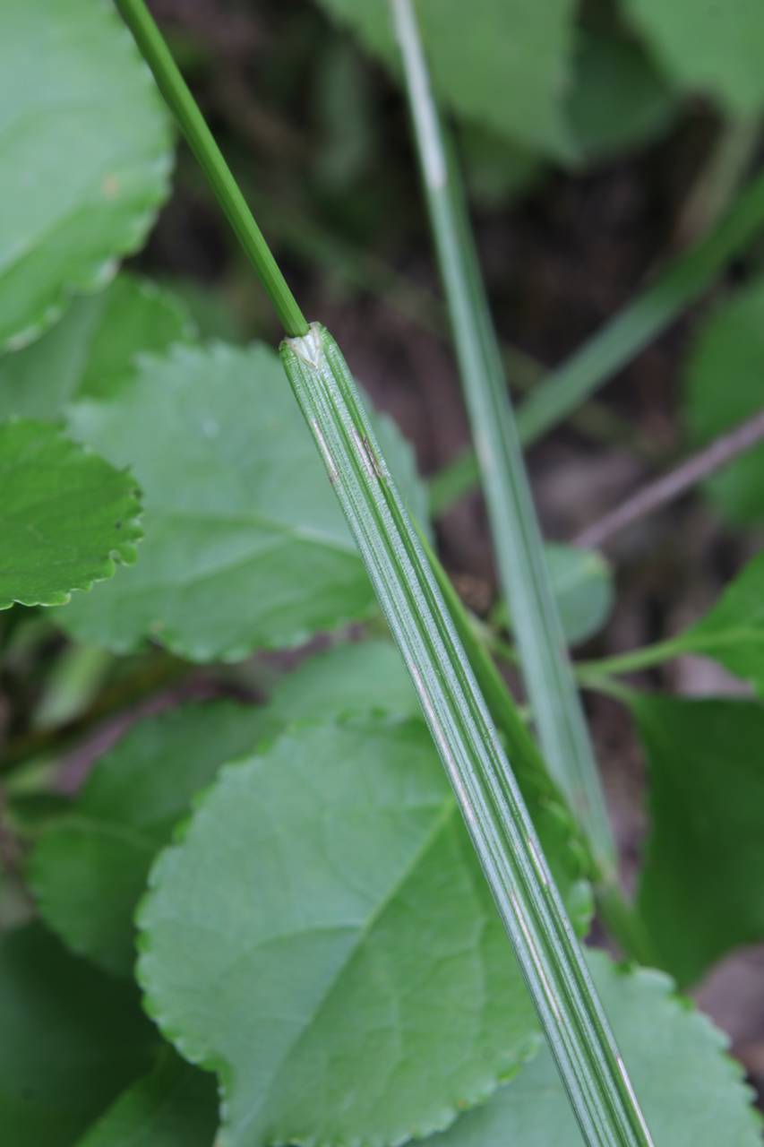 Photo of Greater Straw Sedge
