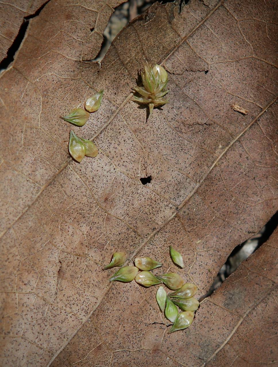 Photo of Greater Straw Sedge