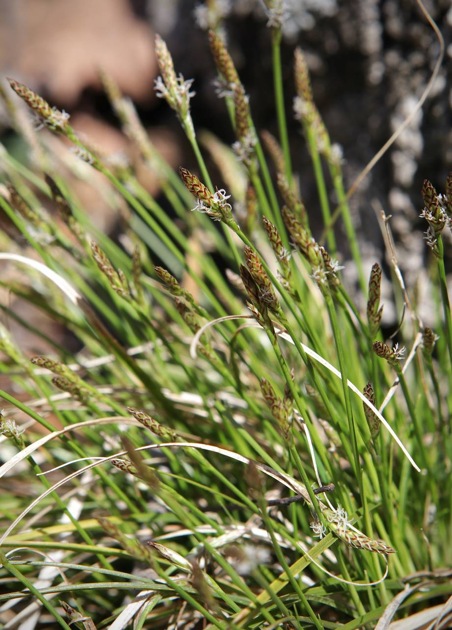 Photo of Pennsylvania Sedge