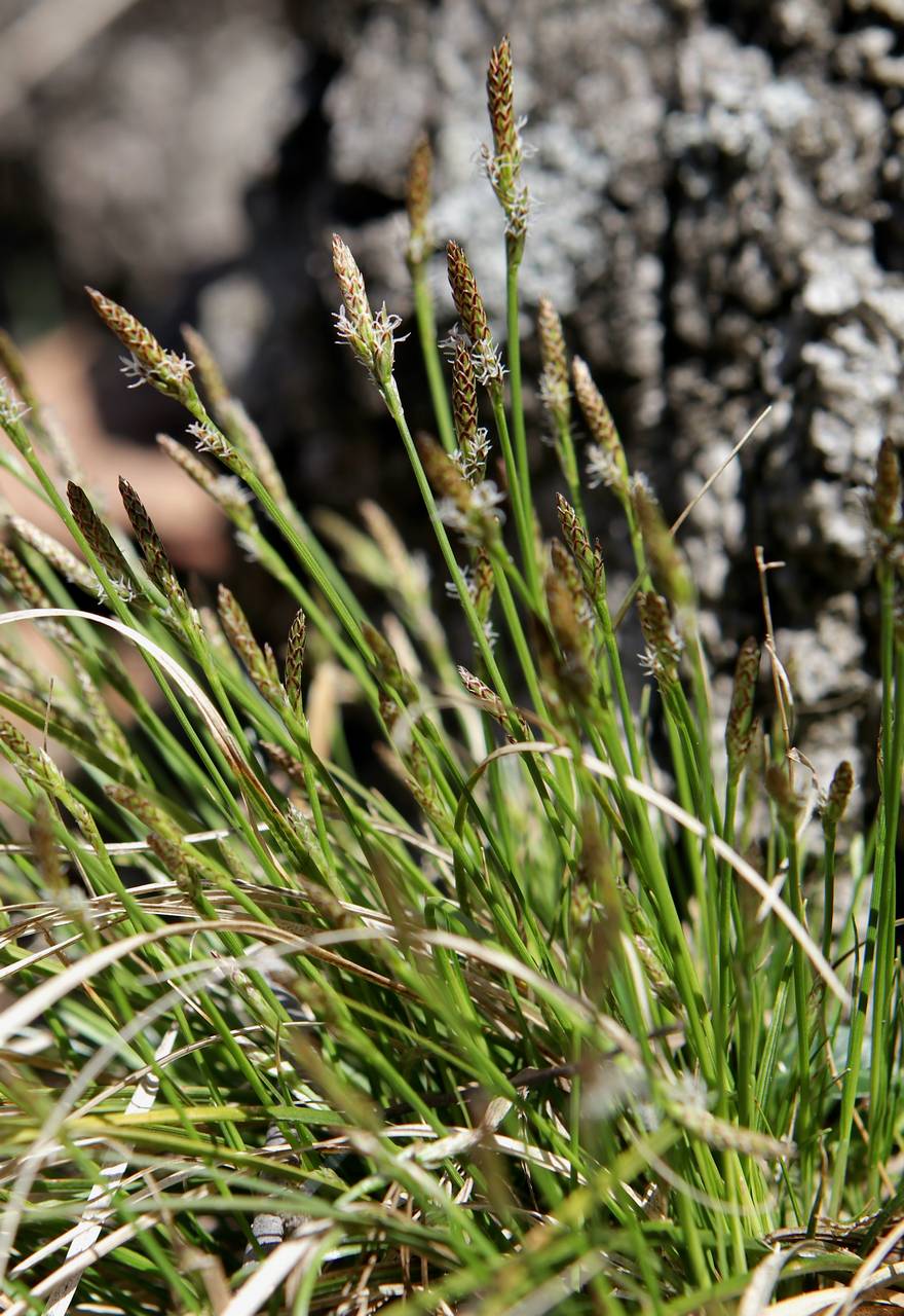 Photo of Pennsylvania Sedge
