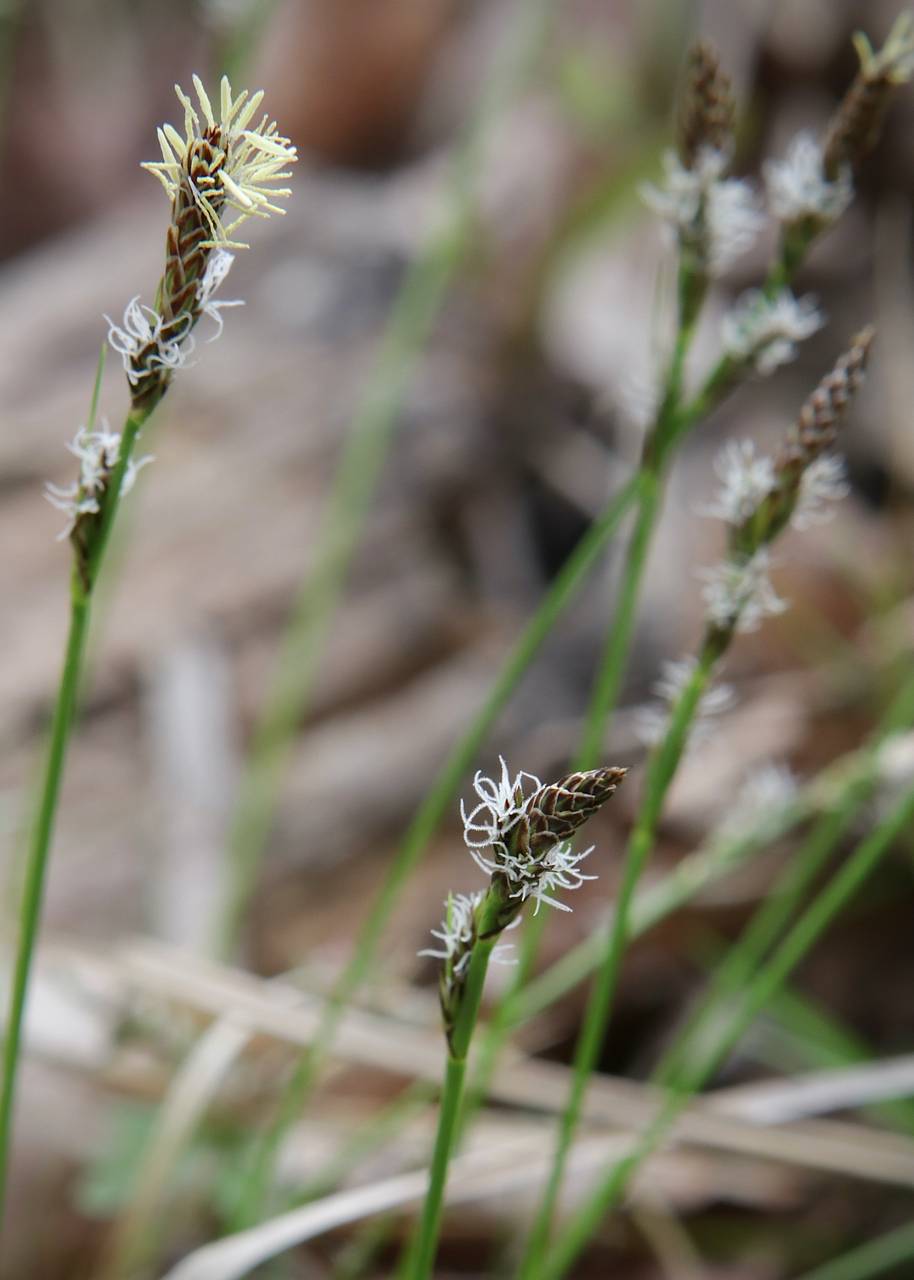 Photo of Pennsylvania Sedge