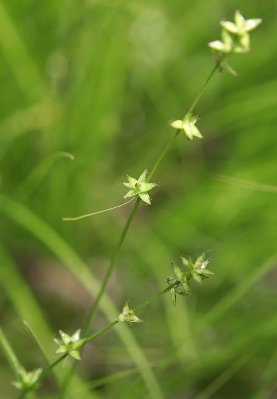 Photo of Eastern Star Sedge
