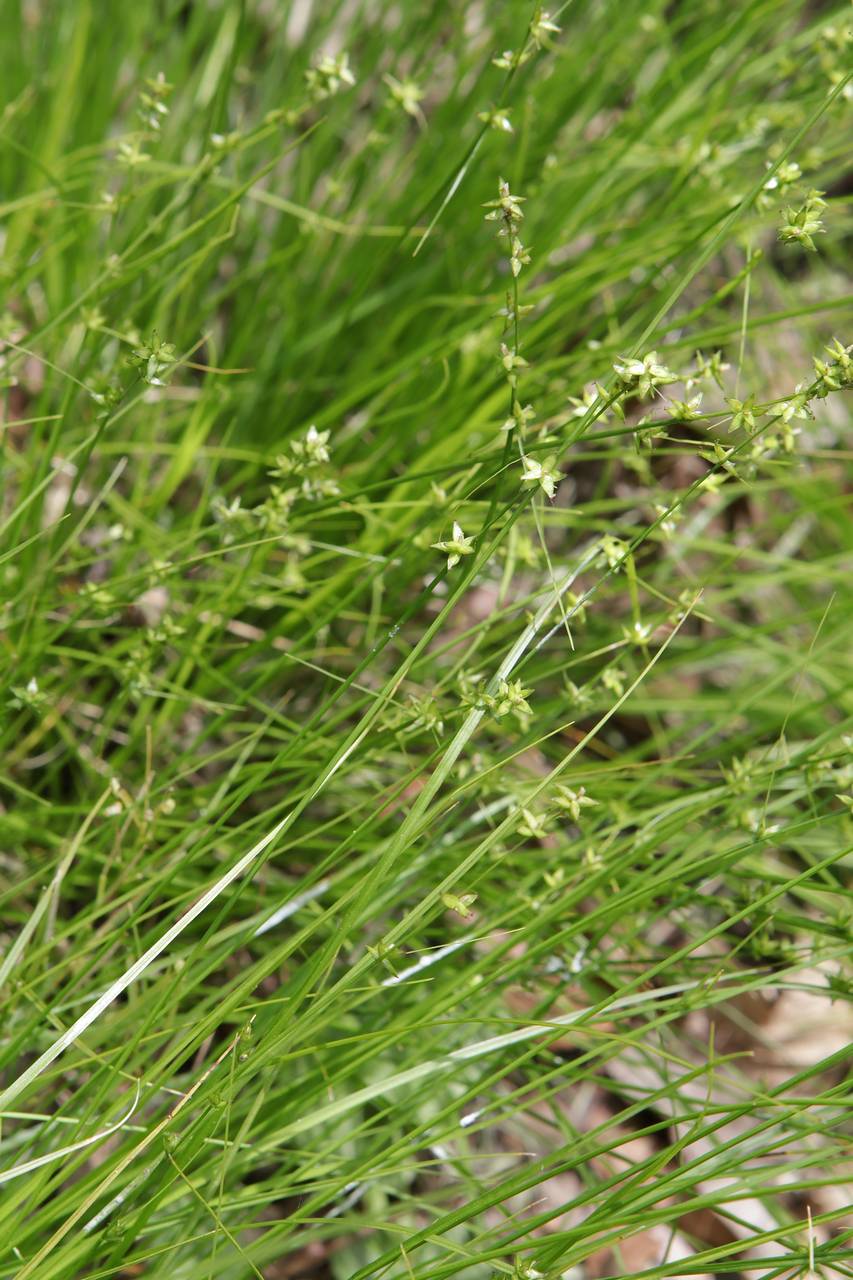 Photo of Eastern Star Sedge