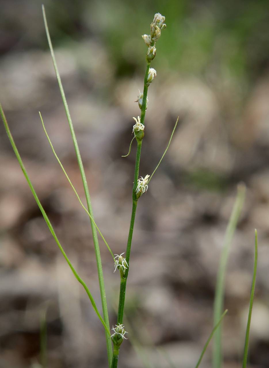 Photo of Eastern Star Sedge