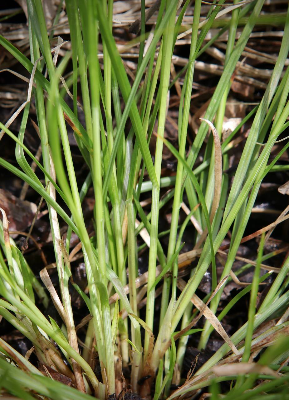 Photo of Eastern Star Sedge