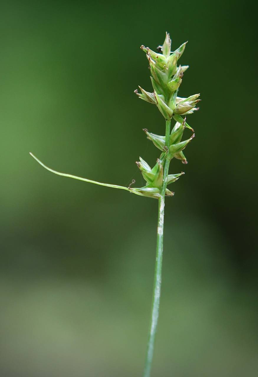 Photo of Reflexed Sedge