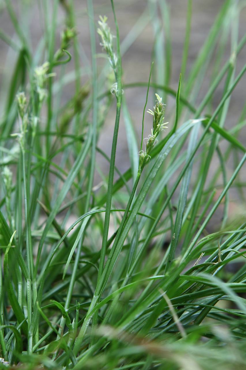 Photo of Reflexed Sedge
