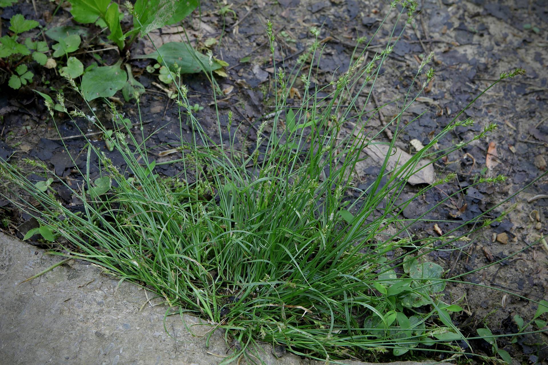 Photo of Reflexed Sedge