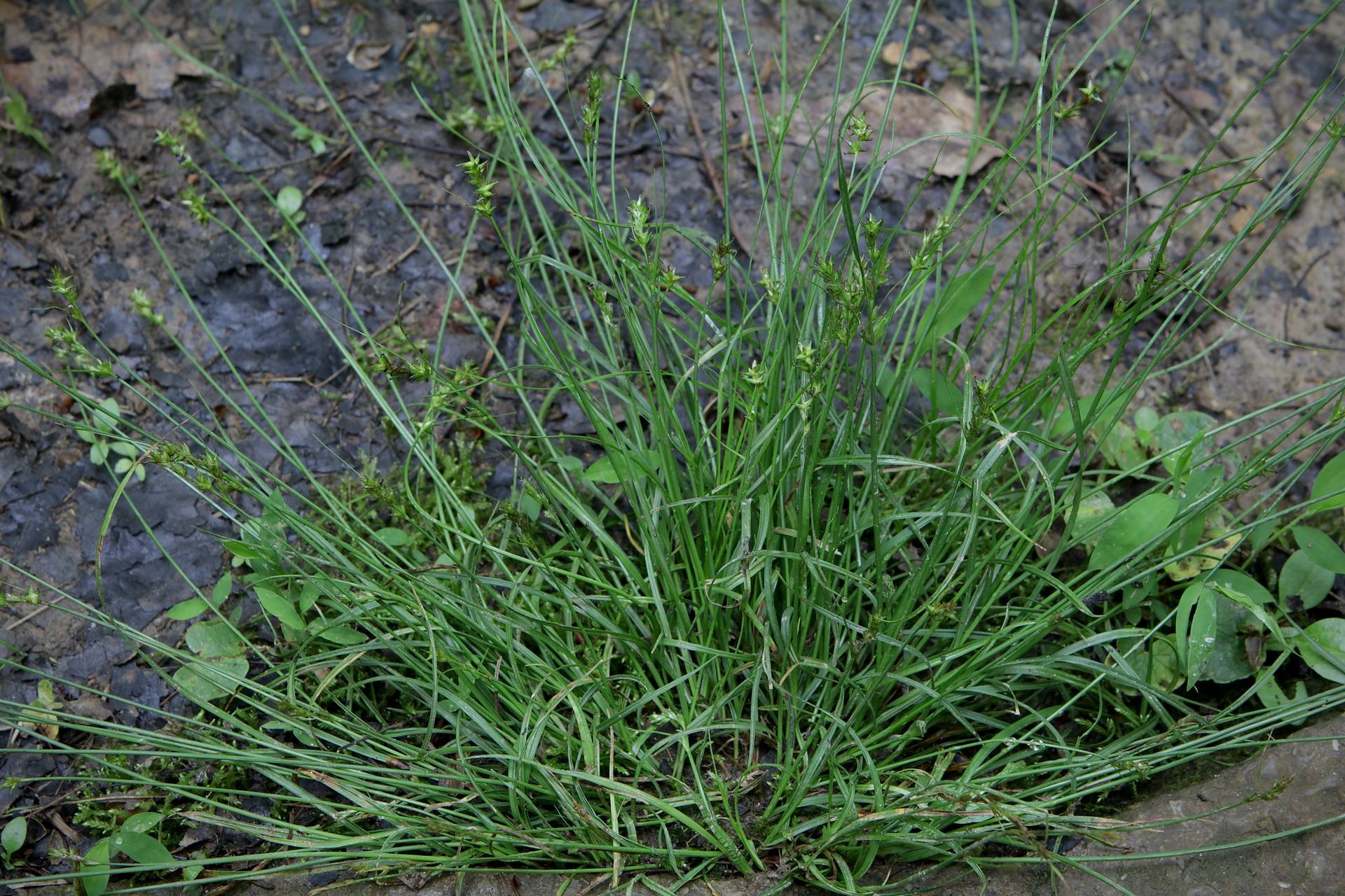 Photo of Reflexed Sedge