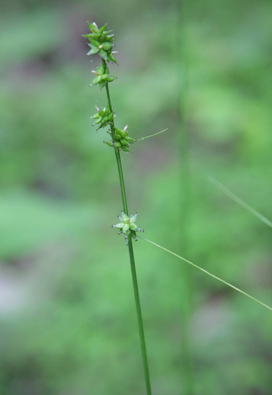Photo of Rosy Sedge