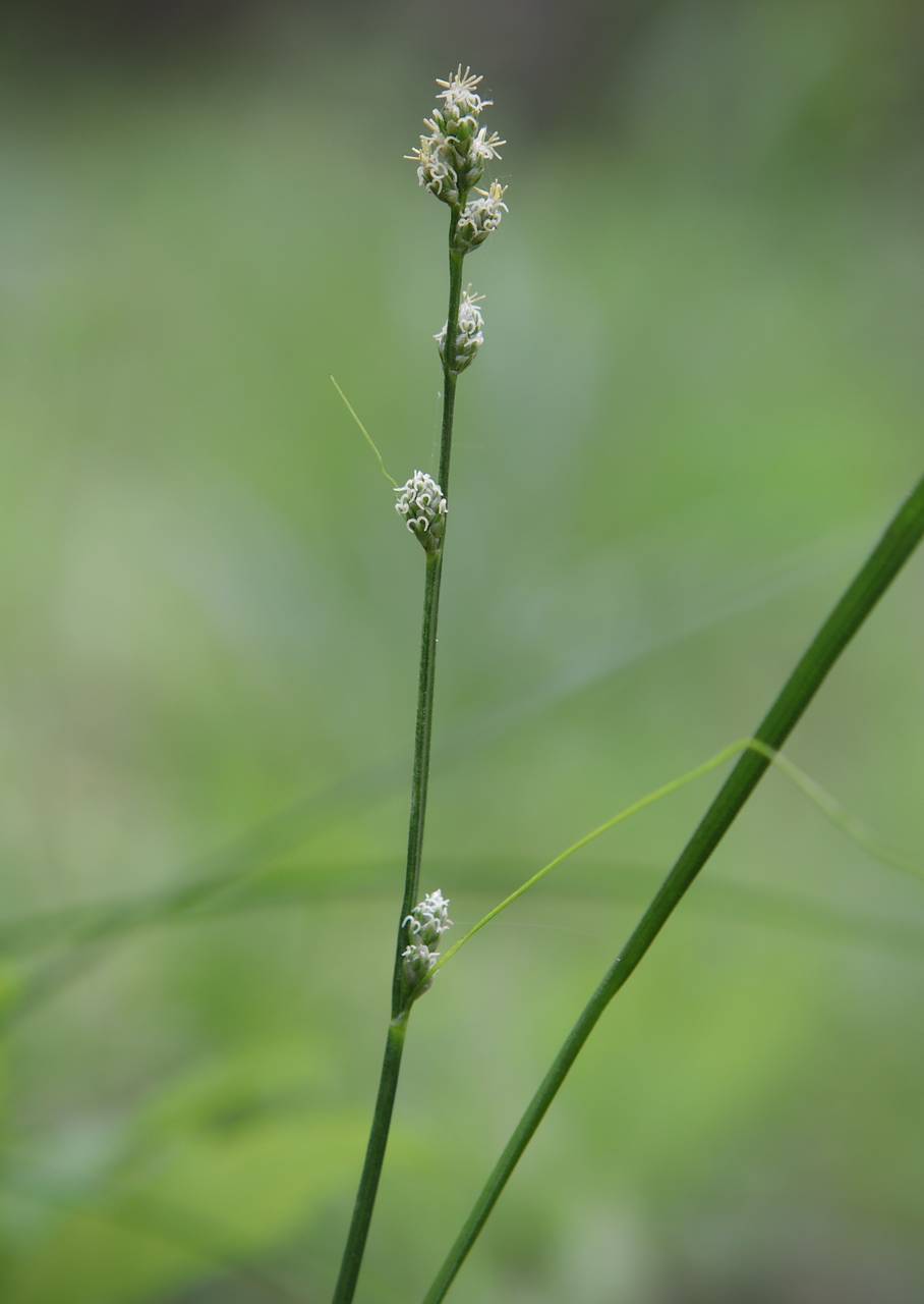 Photo of Rosy Sedge