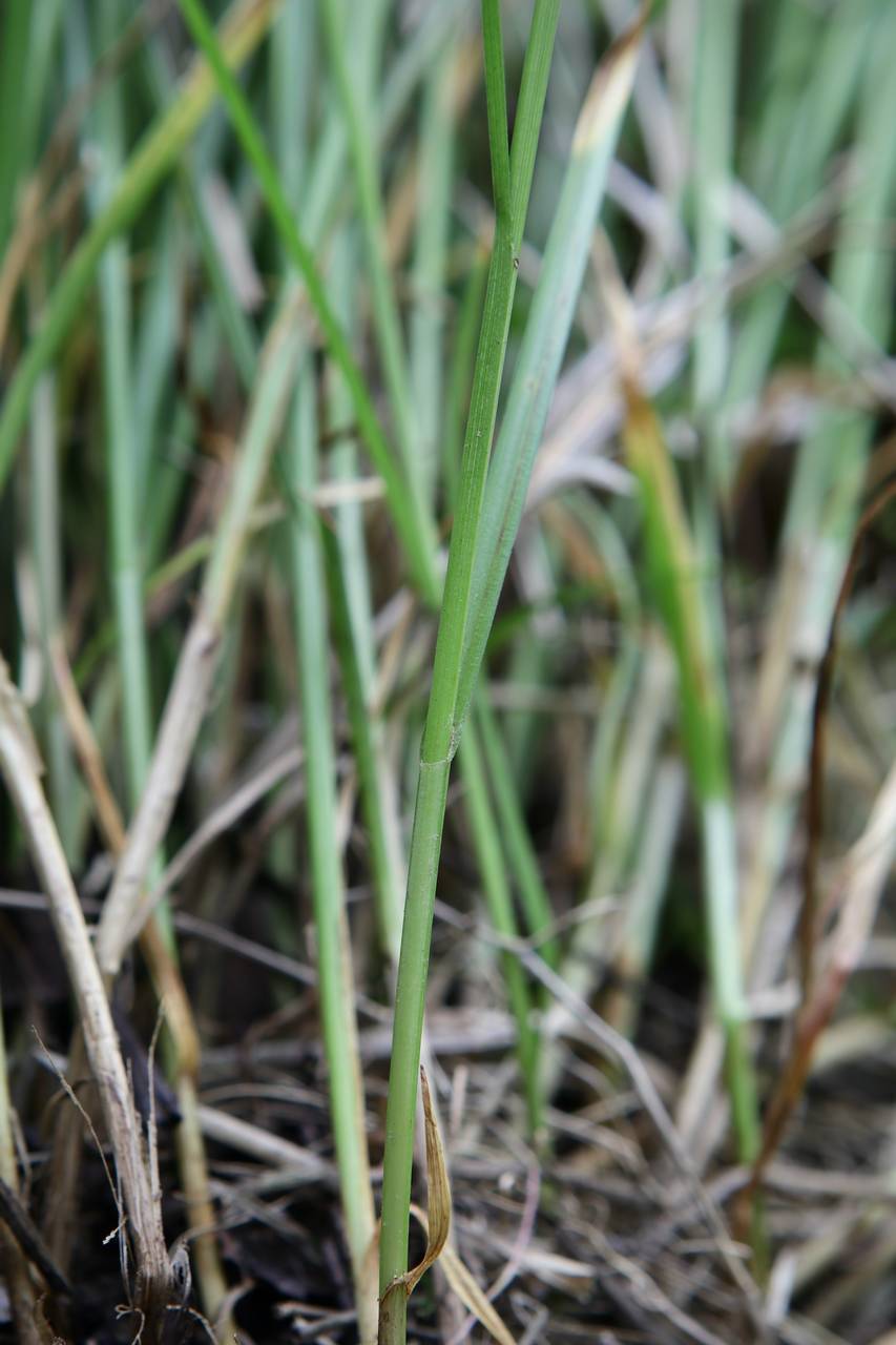 Photo of Rosy Sedge