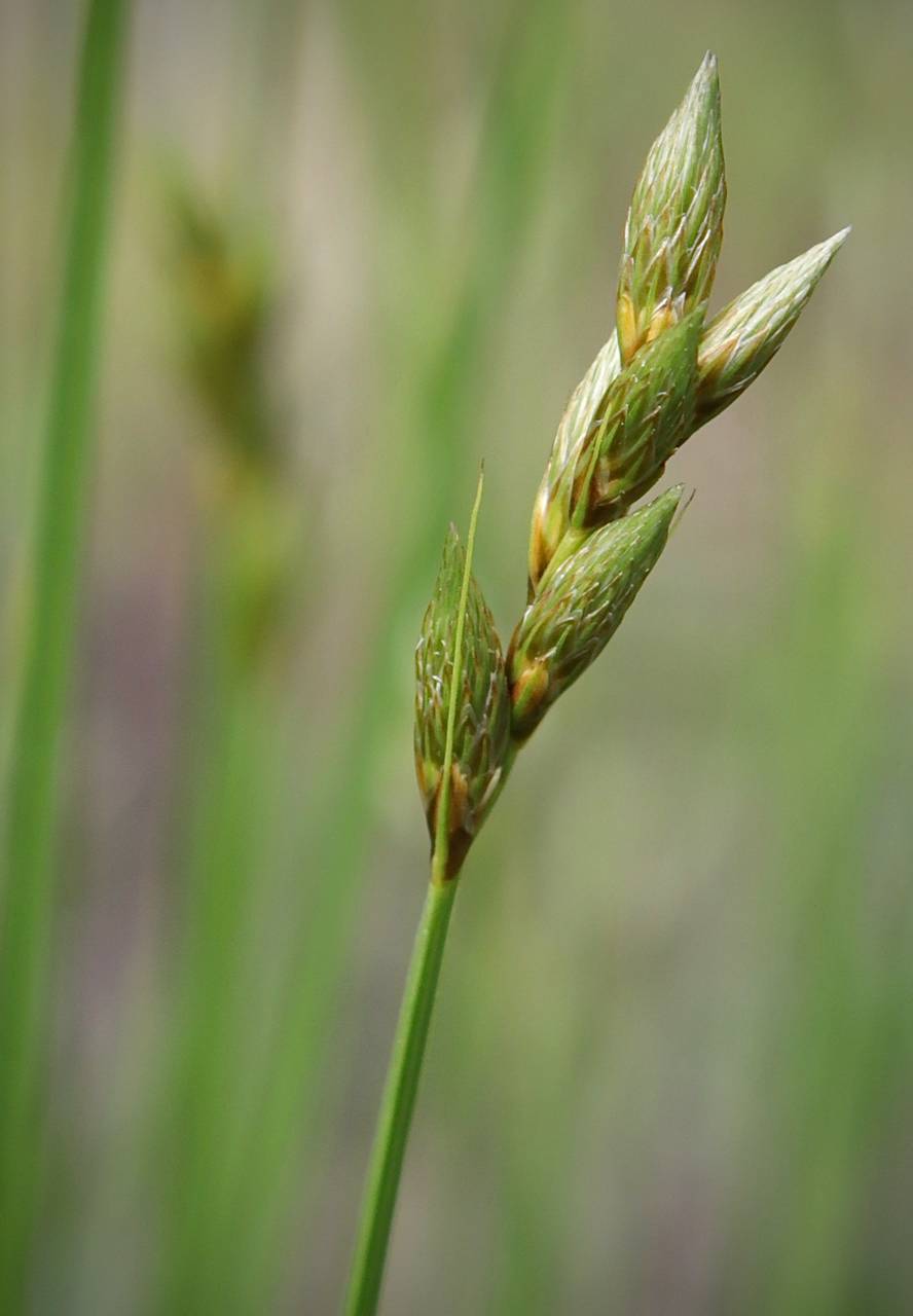 Photo of Pointed Broom Sedge