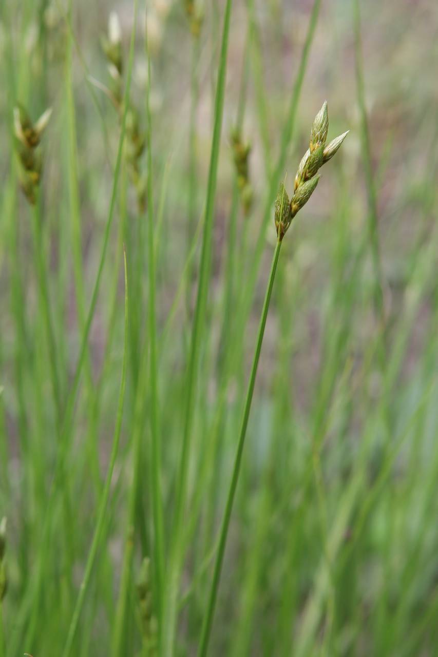 Photo of Pointed Broom Sedge