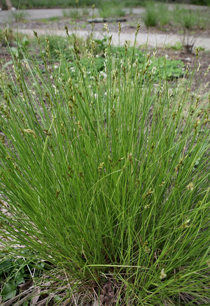 Photo of Pointed Broom Sedge
