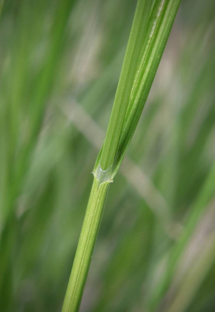 Photo of Pointed Broom Sedge