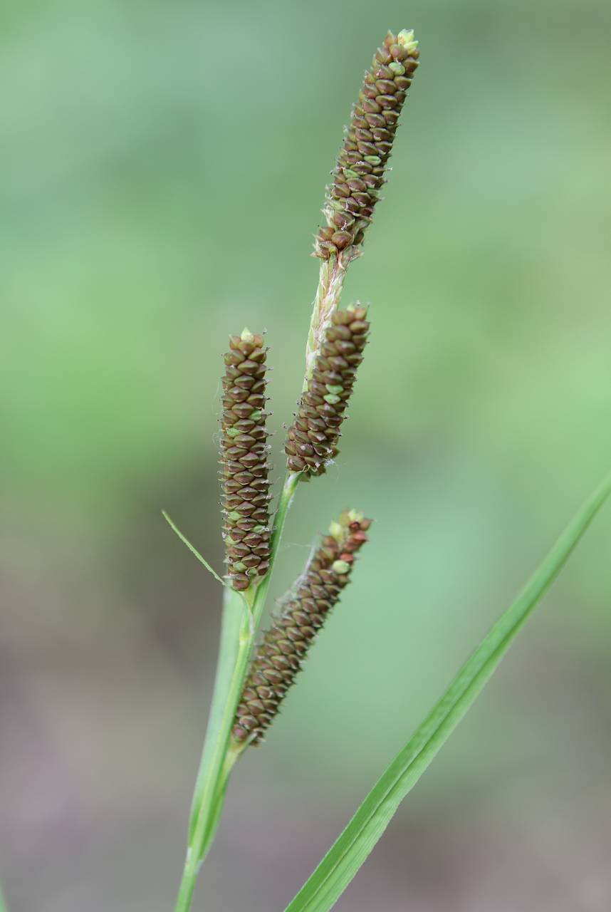 Photo of Short's Sedge