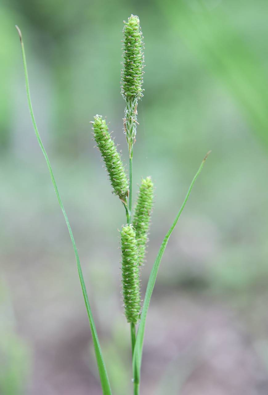 Photo of Short's Sedge