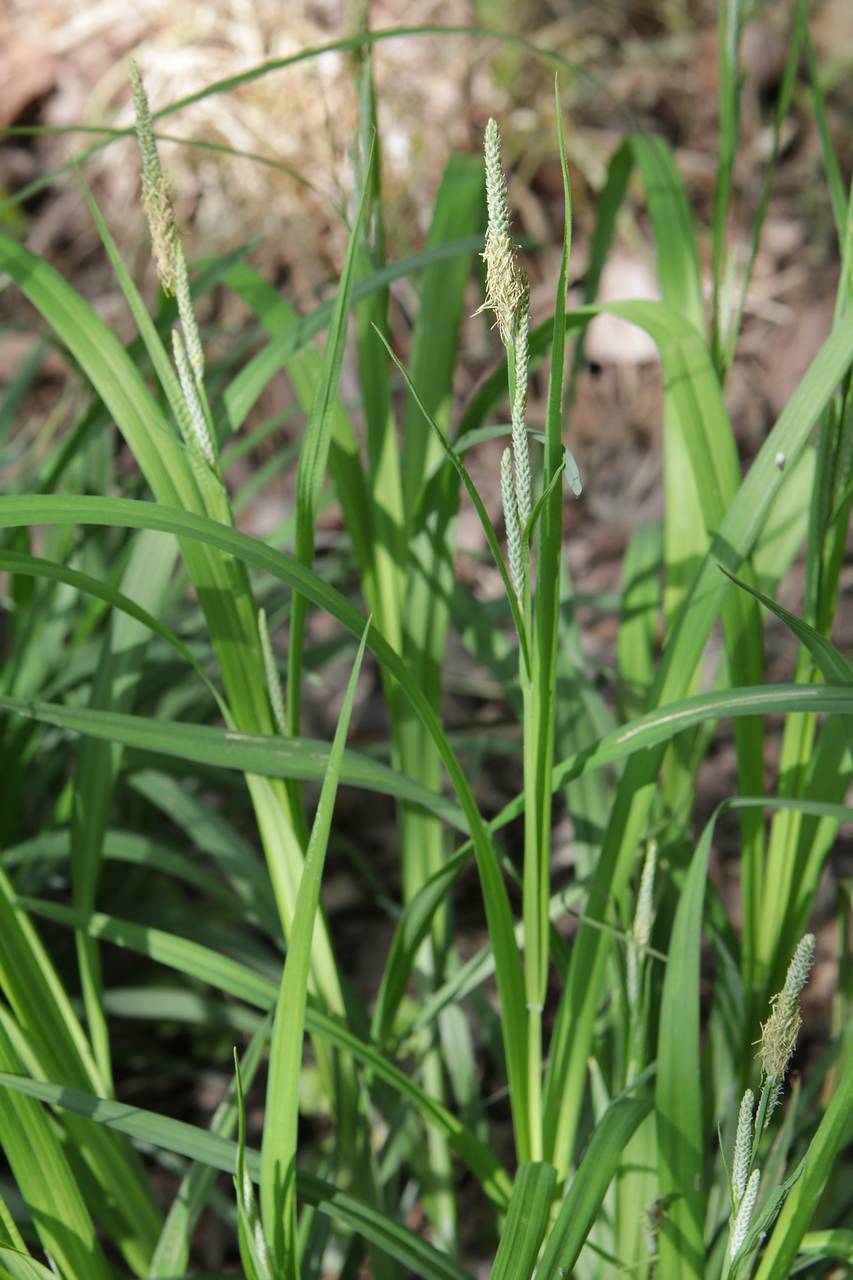 Photo of Short's Sedge