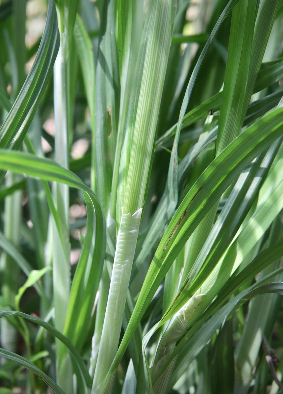 Photo of Short's Sedge