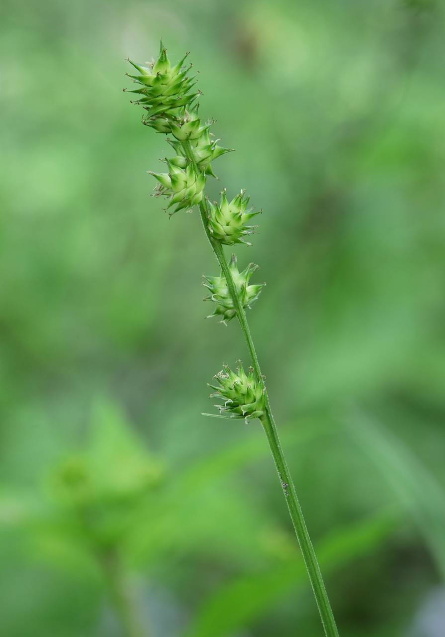 Photo of Bur-Reed Sedge