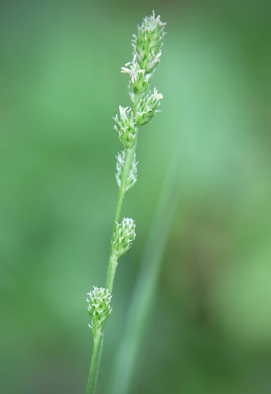 Photo of Bur-Reed Sedge