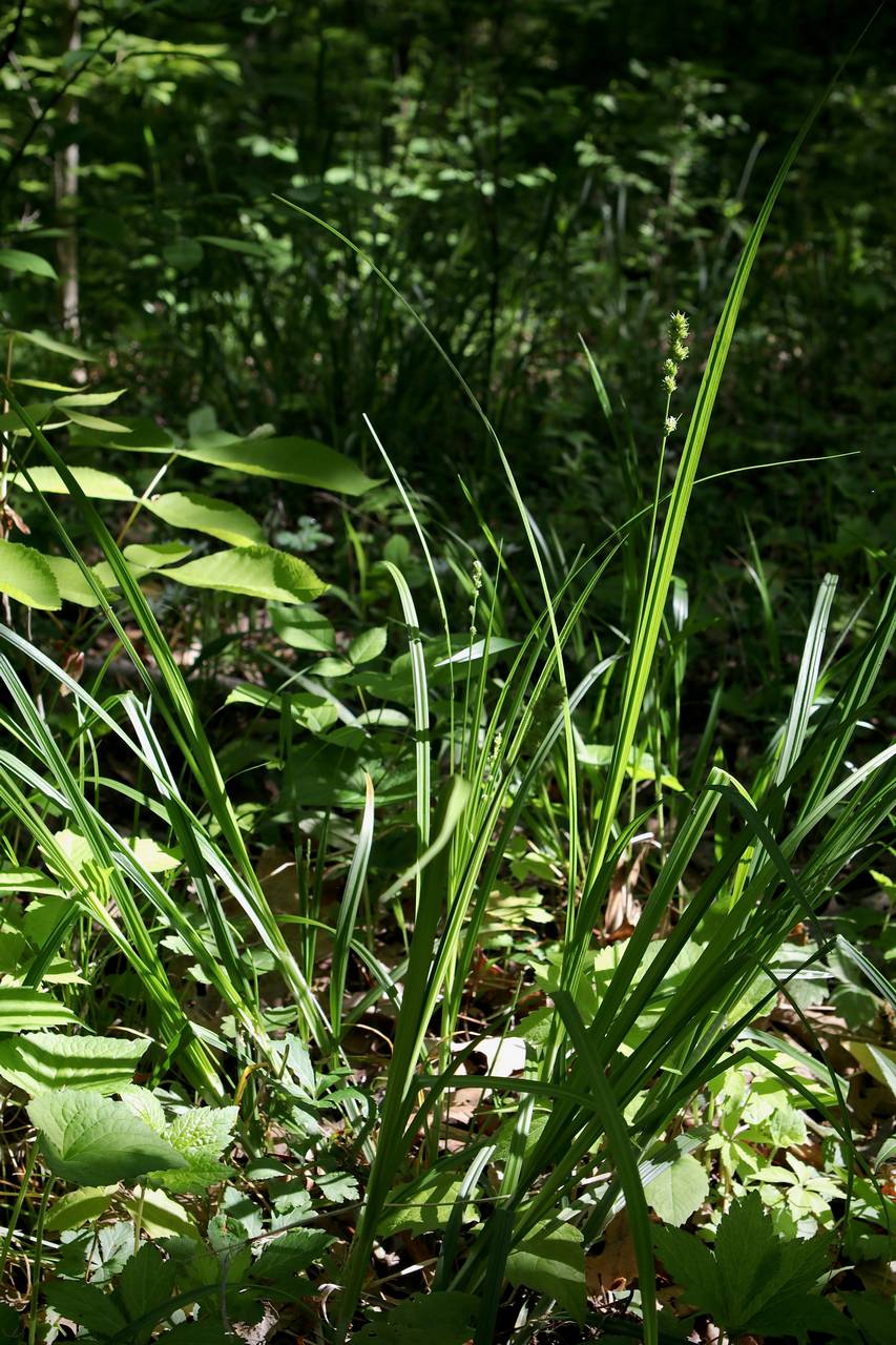 Photo of Bur-Reed Sedge