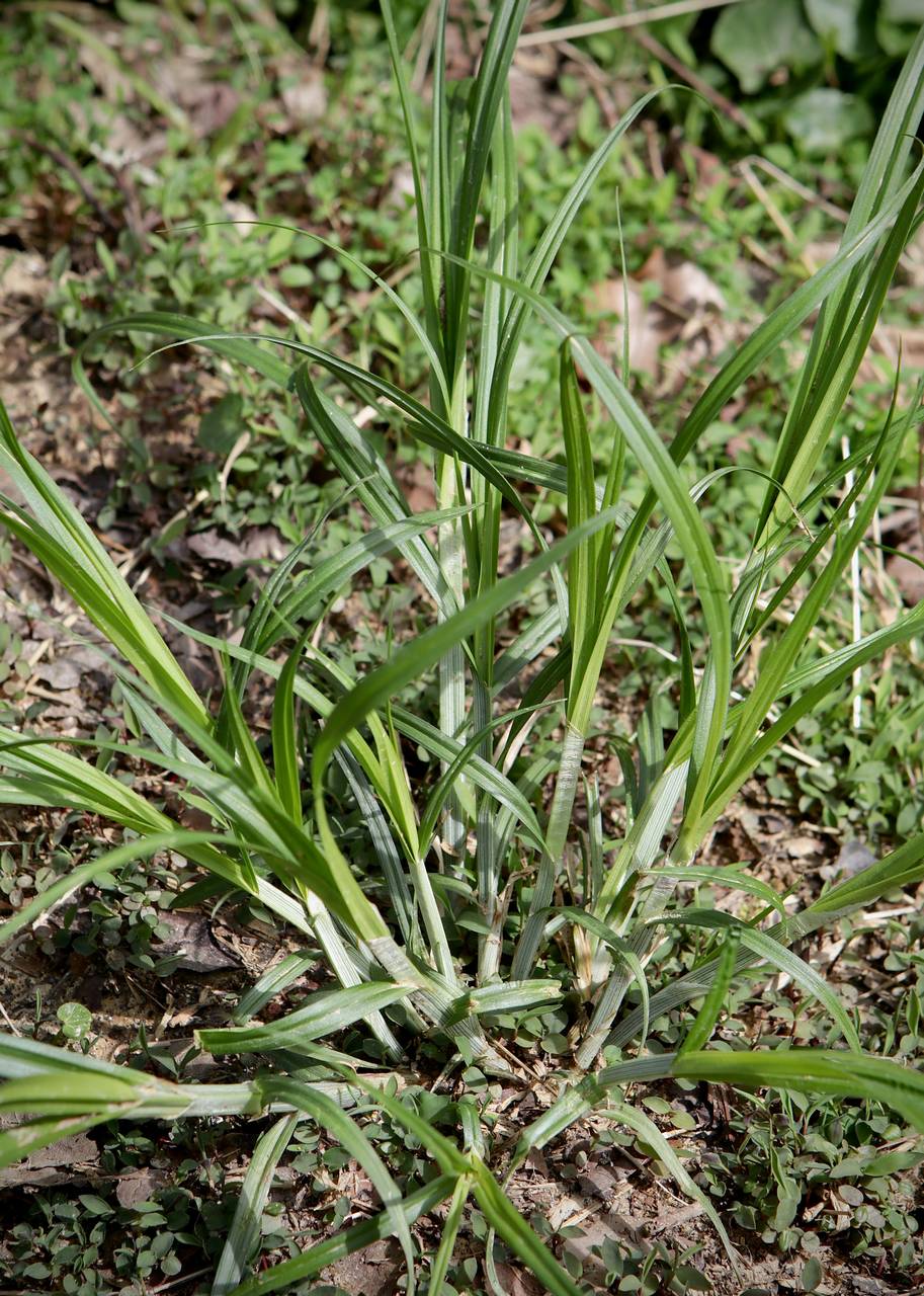 Photo of Bur-Reed Sedge