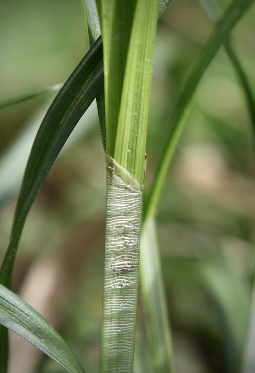 Photo of Bur-Reed Sedge