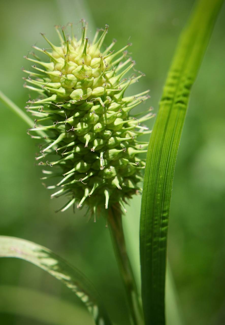 Photo of Squarrose Sedge