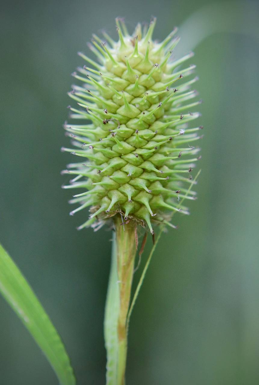 Photo of Squarrose Sedge