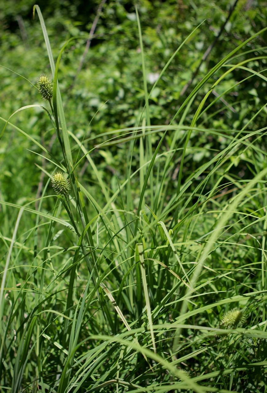 Photo of Squarrose Sedge
