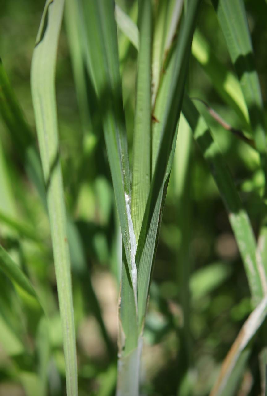 Photo of Squarrose Sedge