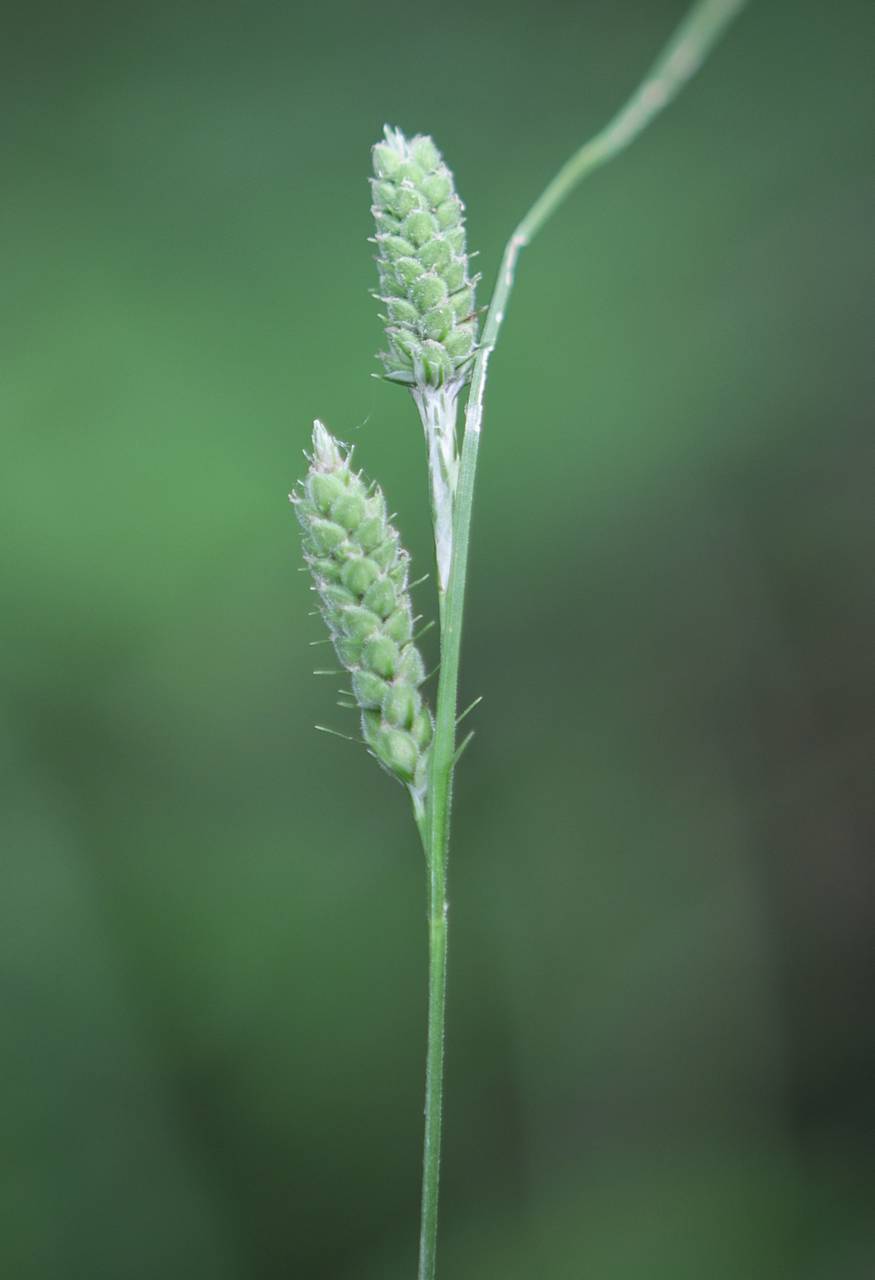 Photo of Swan's Sedge