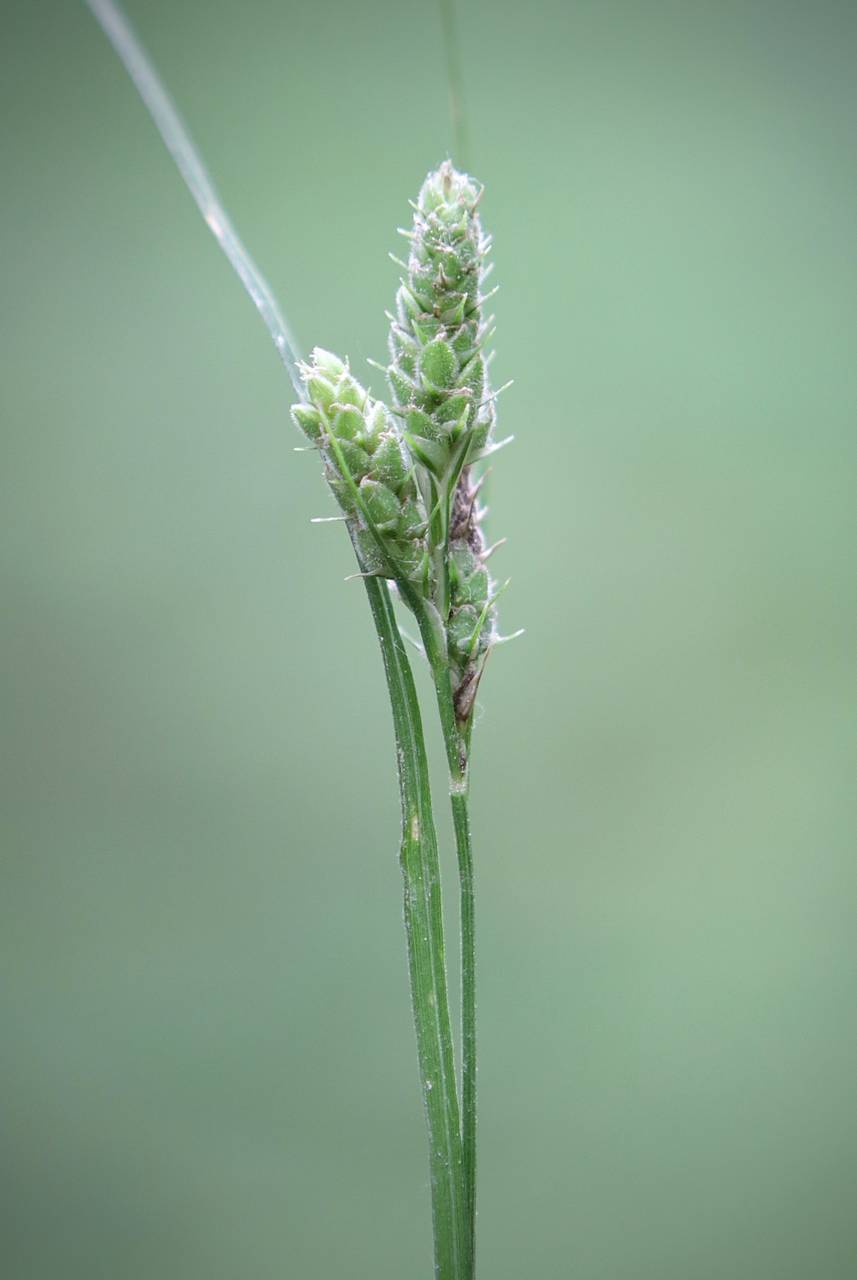 Photo of Swan's Sedge