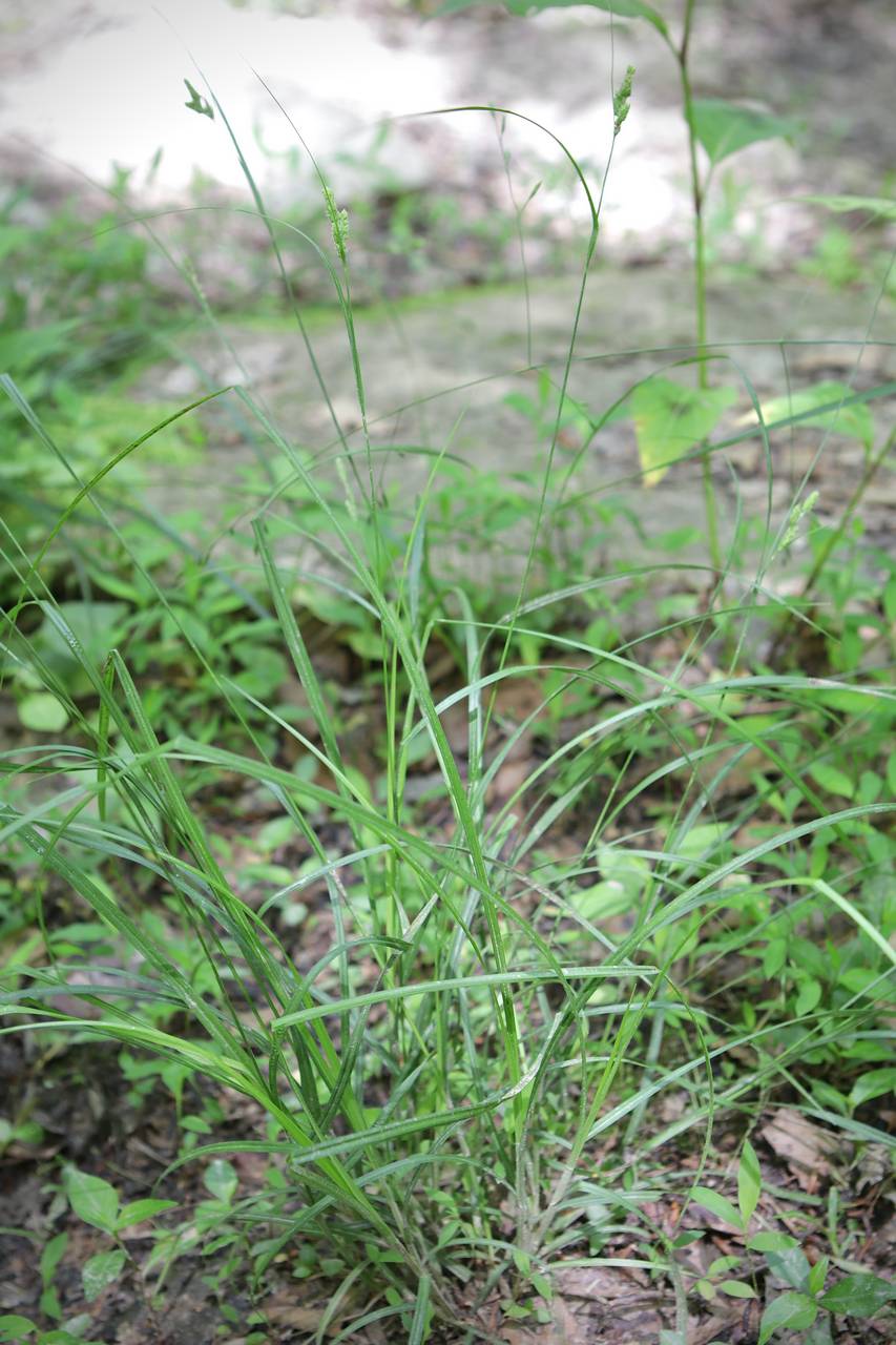 Photo of Swan's Sedge