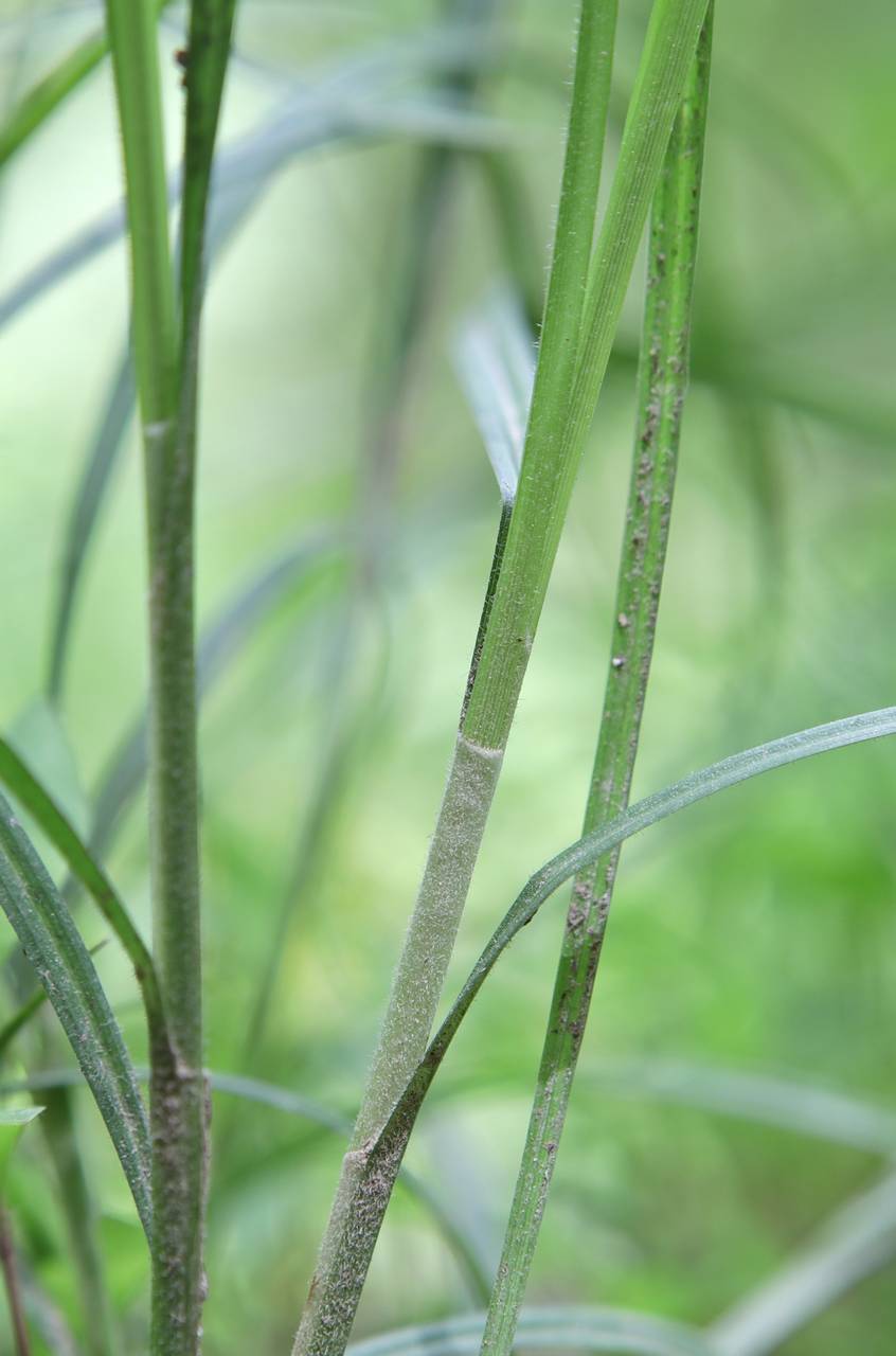 Photo of Swan's Sedge