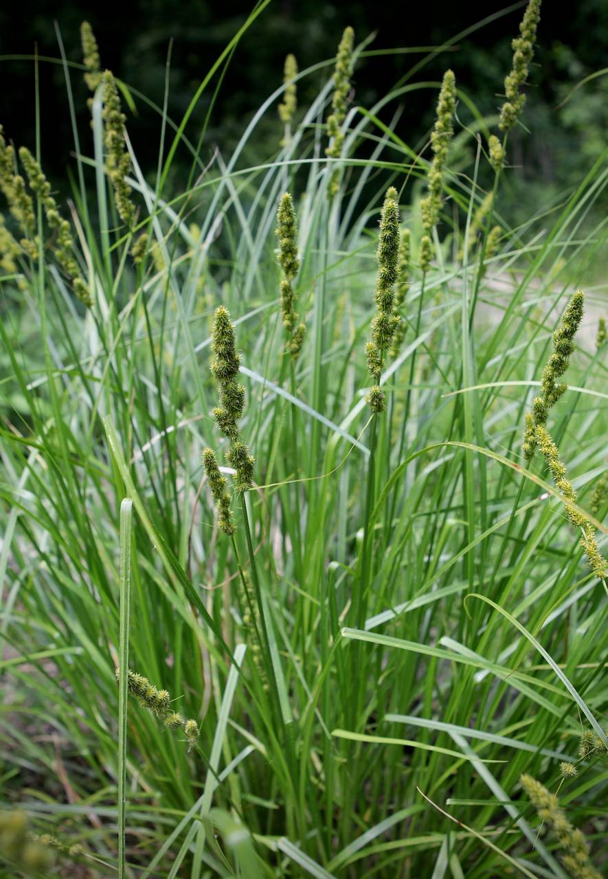 Photo of Brown Fox Sedge
