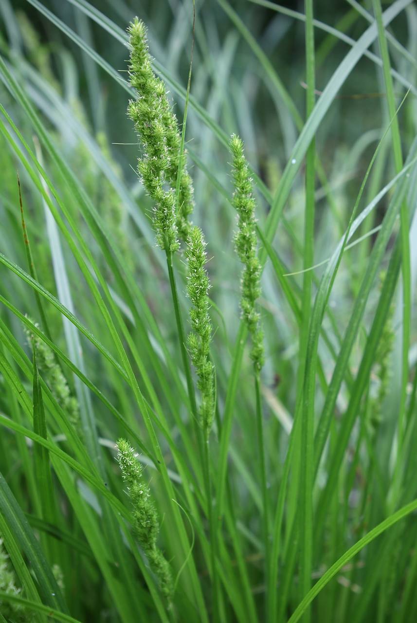 Photo of Brown Fox Sedge