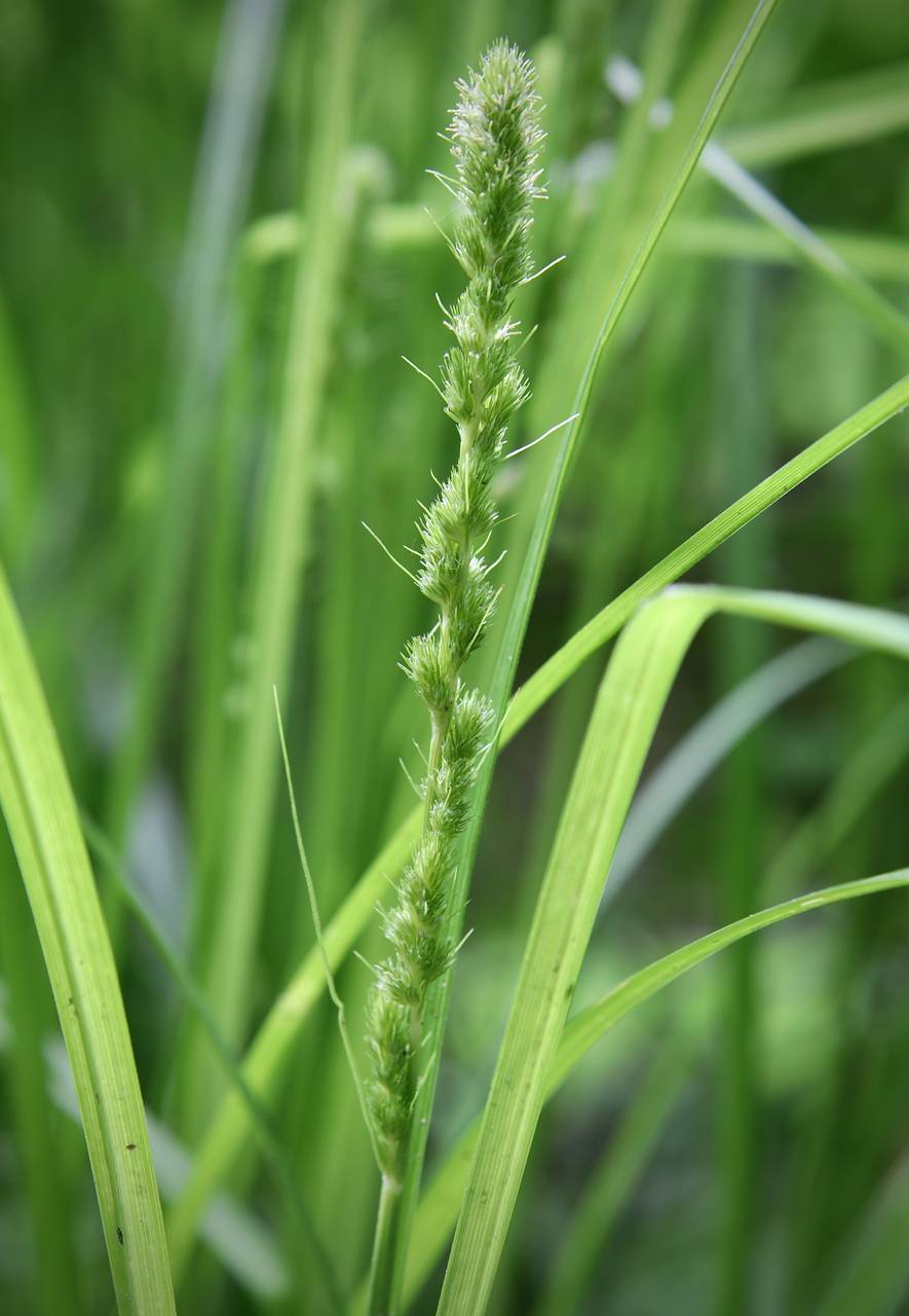 Photo of Brown Fox Sedge