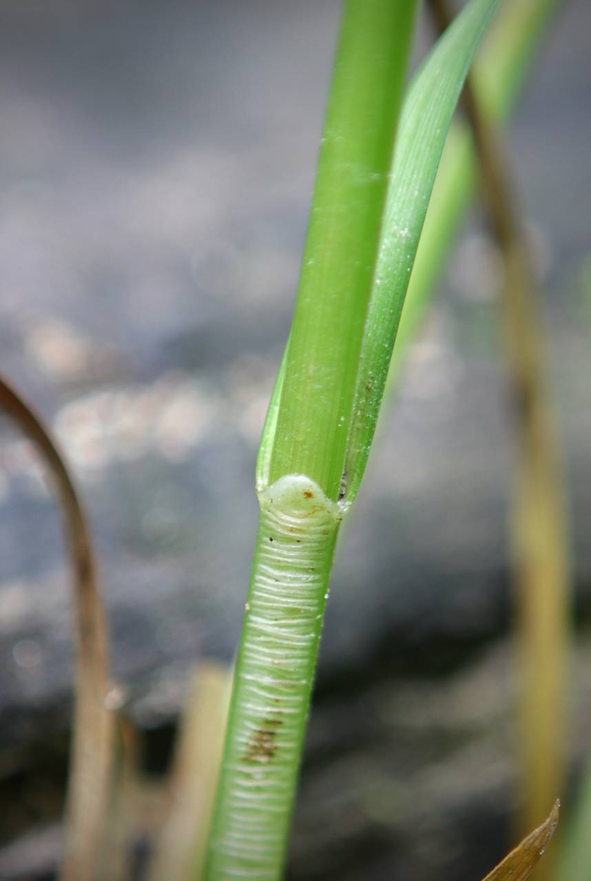 Photo of Brown Fox Sedge