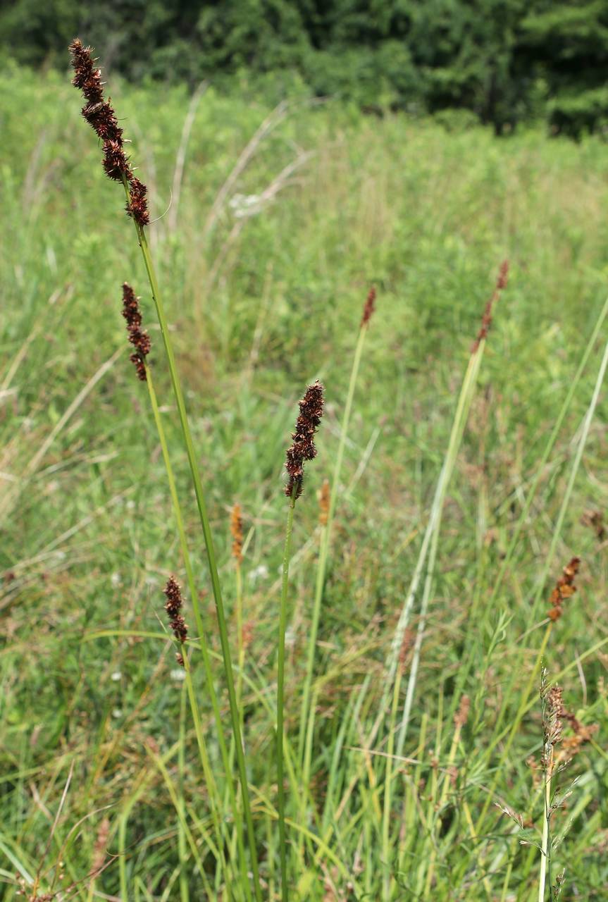 Photo of Brown Fox Sedge