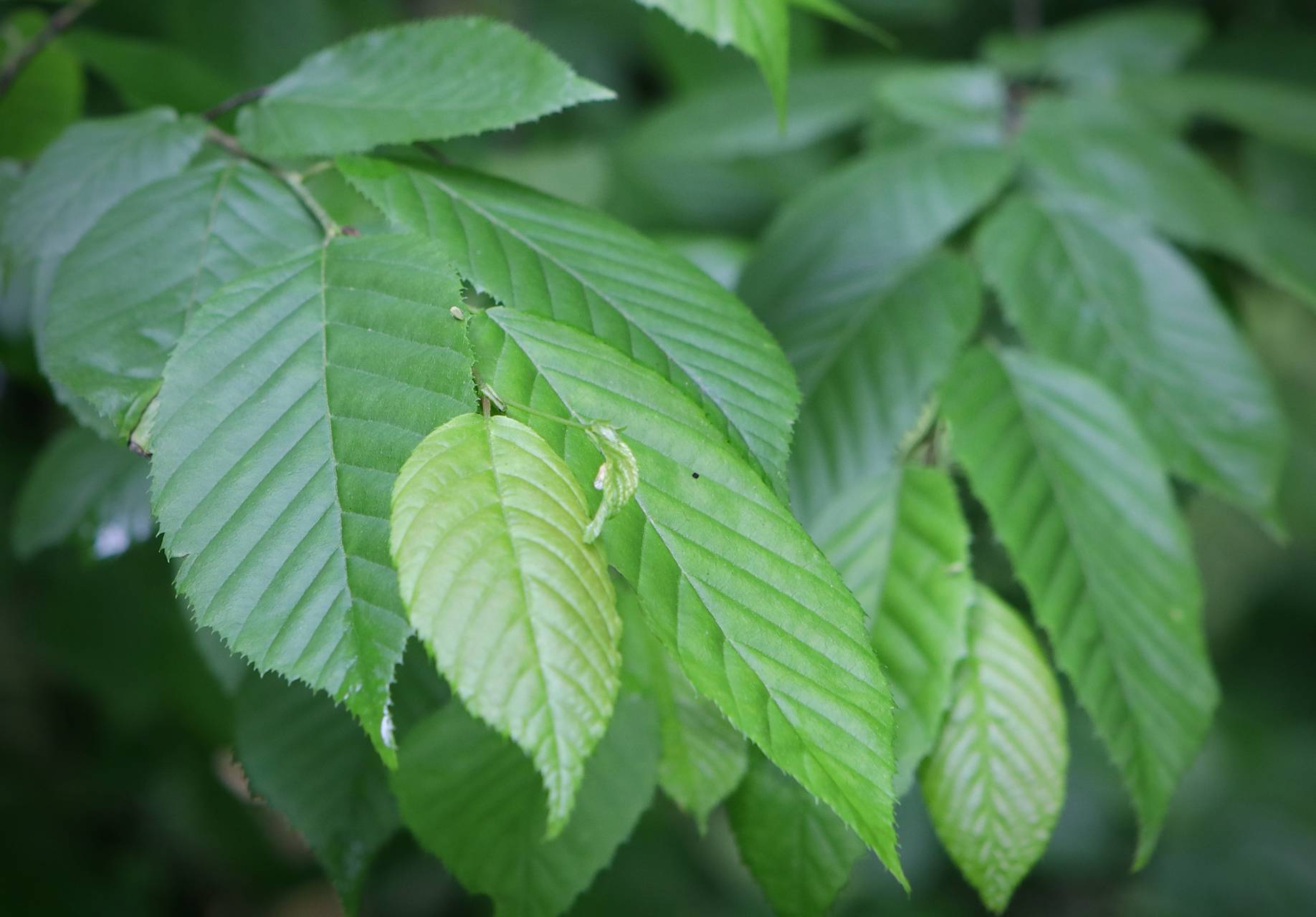 Photo of American Hornbeam