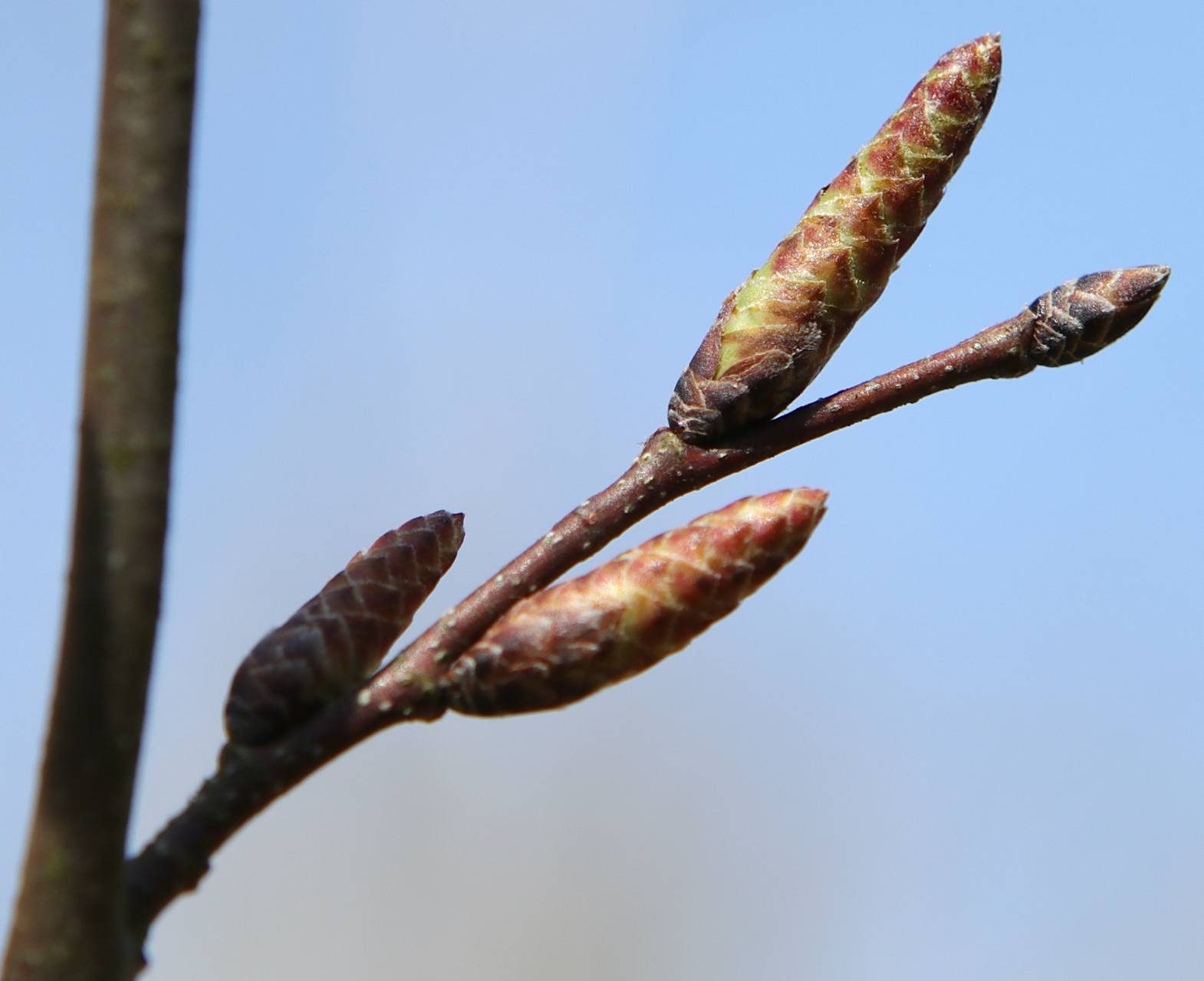 Photo of American Hornbeam