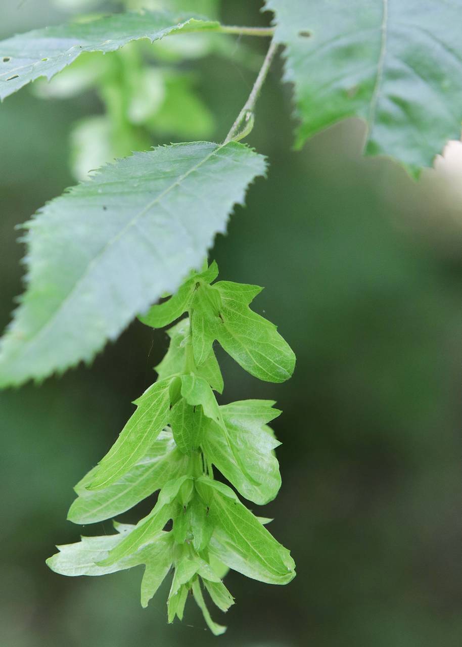 Photo of American Hornbeam