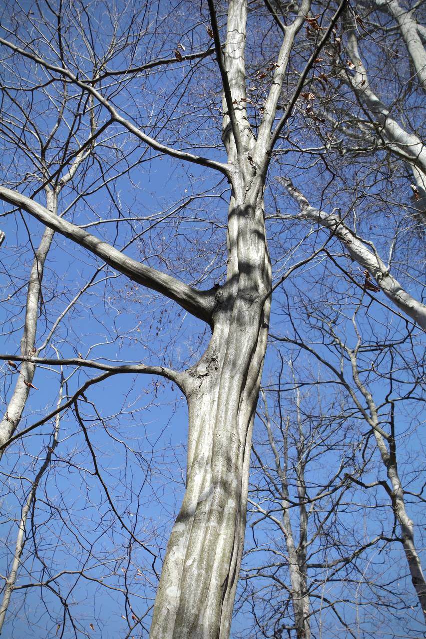 Photo of American Hornbeam
