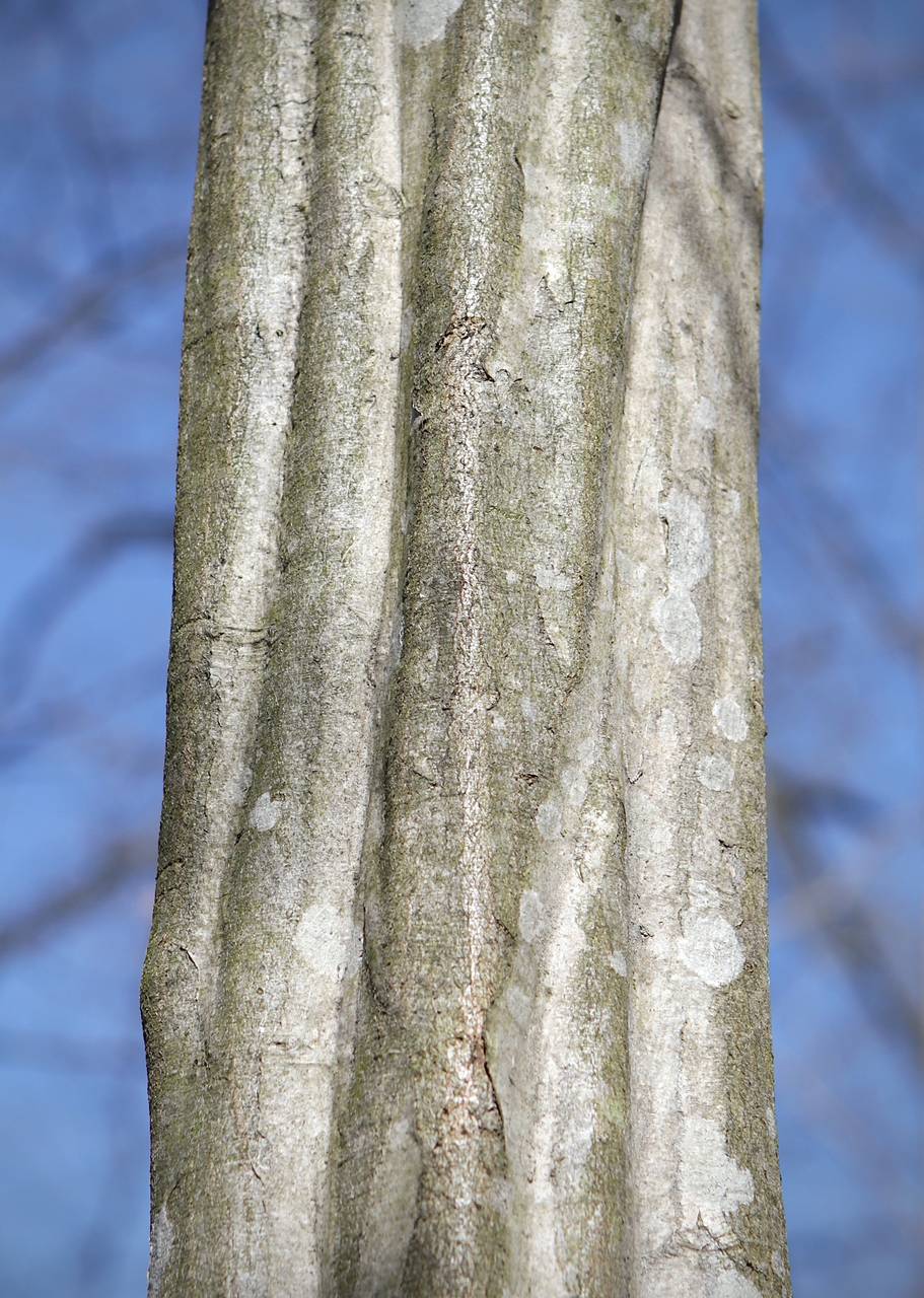 Photo of American Hornbeam