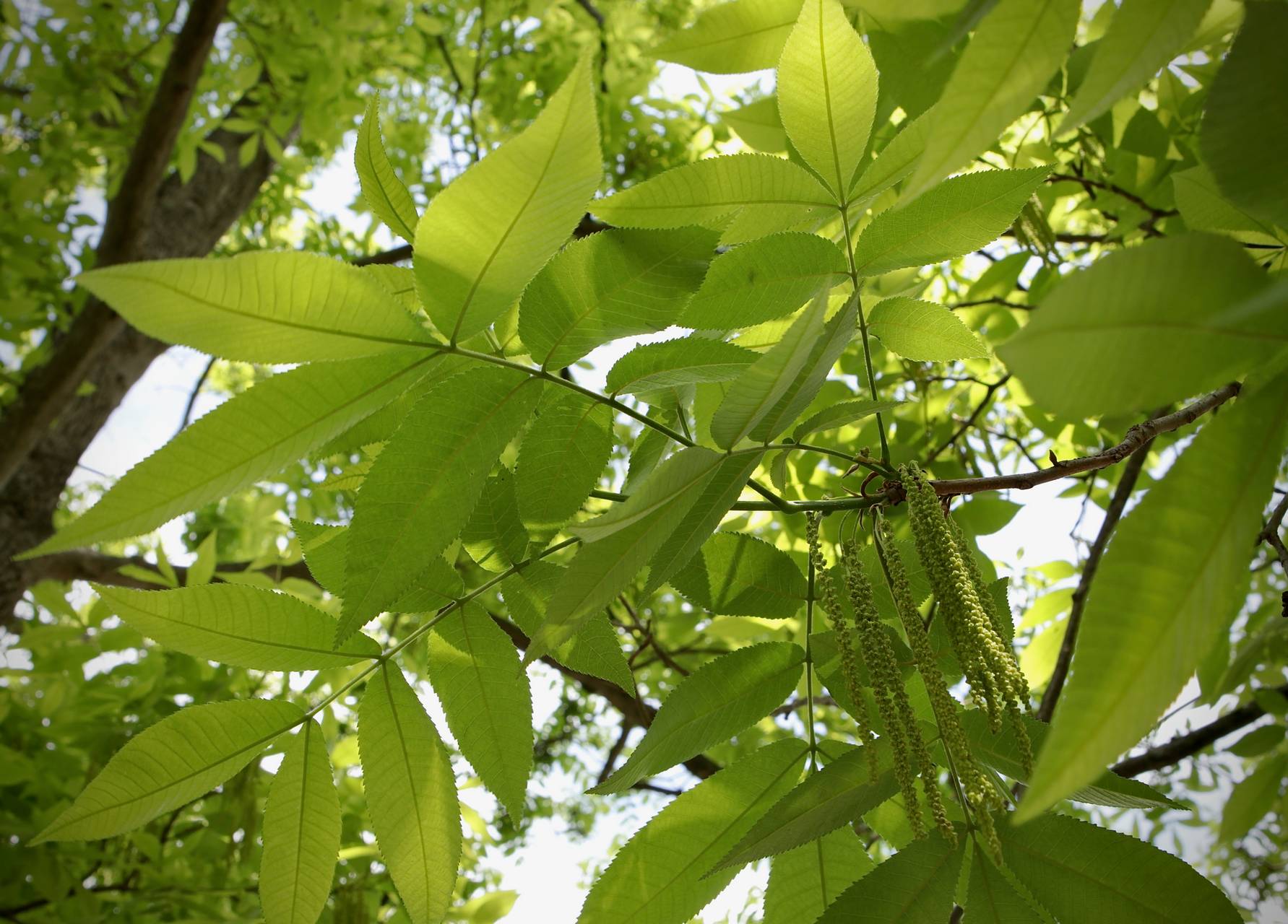 Photo of Bitternut Hickory