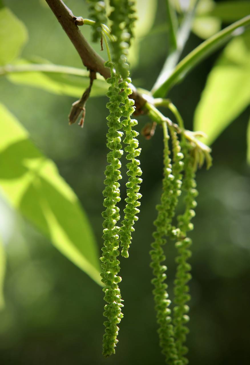 Photo of Bitternut Hickory