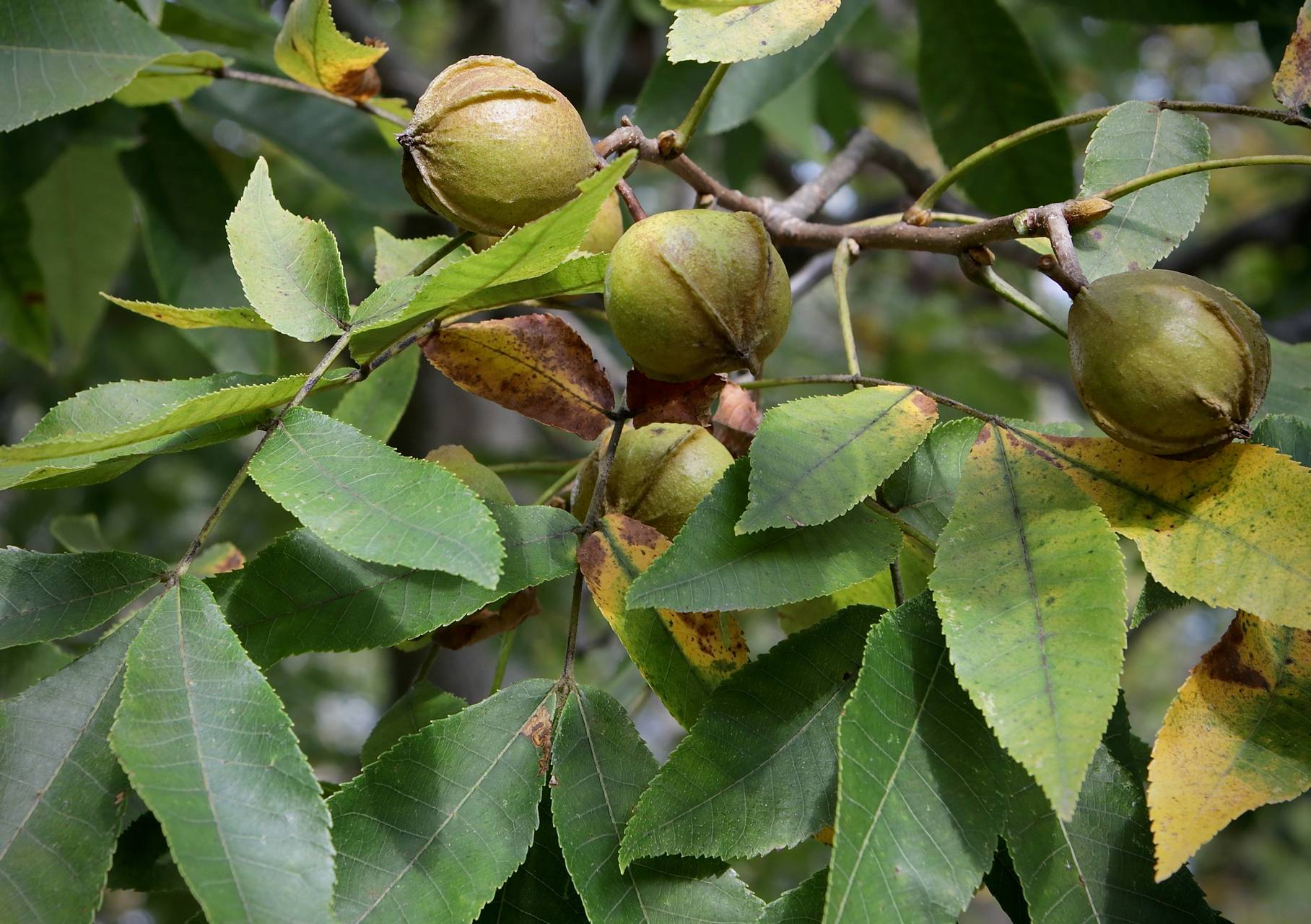 Photo of Bitternut Hickory